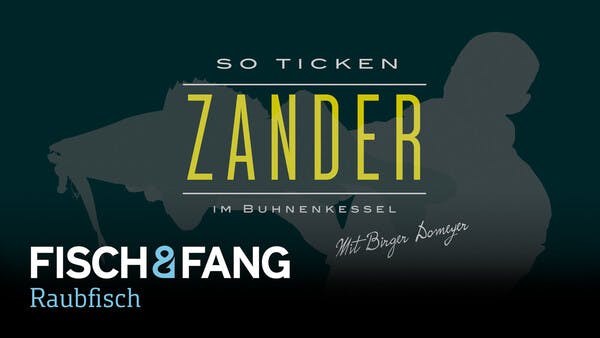 So ticken Zander im Buhnenkessel