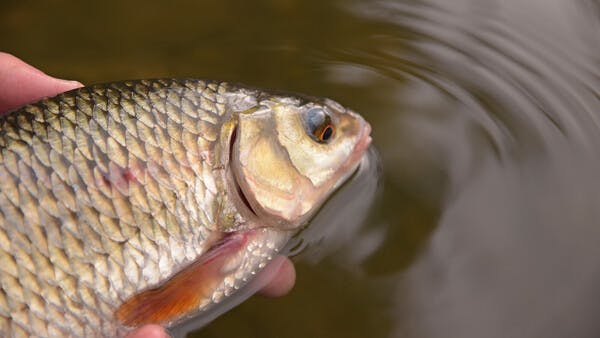 Futter frei! Zielfisch Rotauge