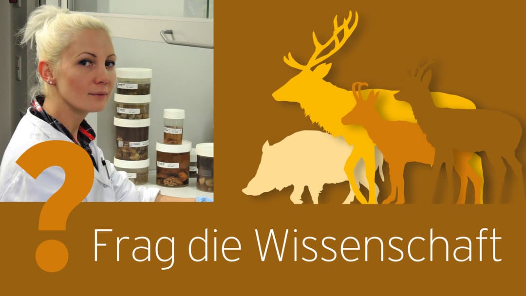 Frag die Wissenschaft – Rehuterus