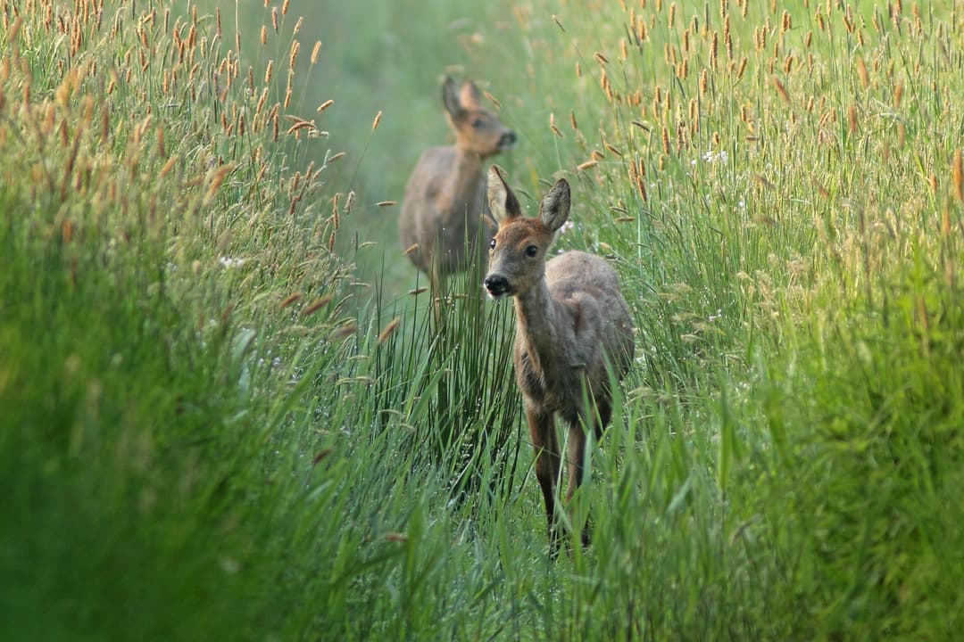 Rund um die Schmalreh-Jagd