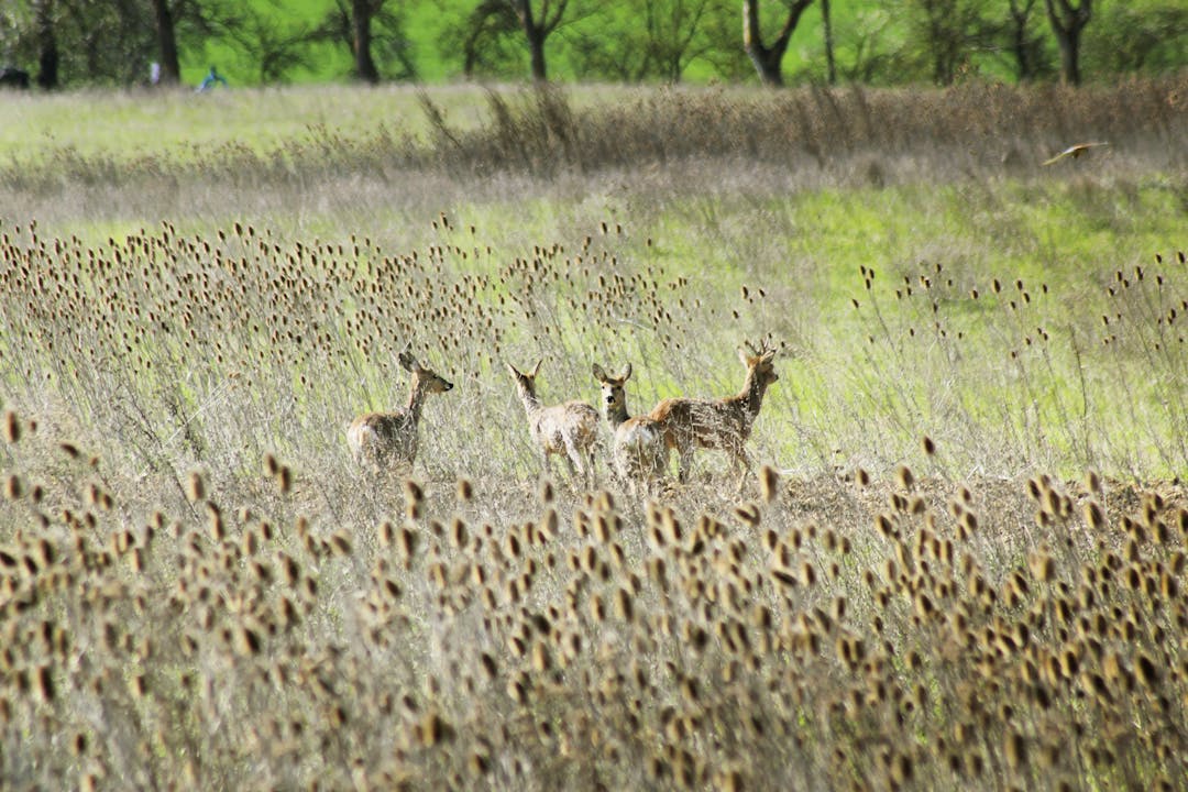 Vom Wald ins Feld