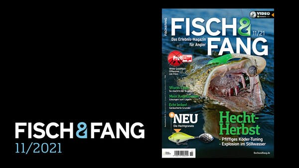 FISCH & FANG 11/2021