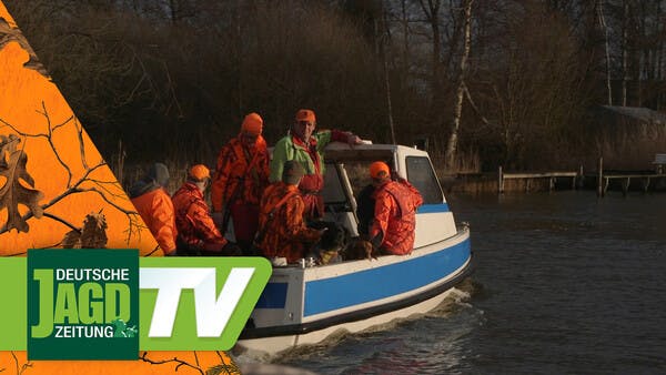 Auf Meerschweinchen am Steinhuder Meer