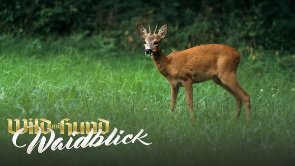 Ein schmaler Grat - Rehwild ansprechen im Mai