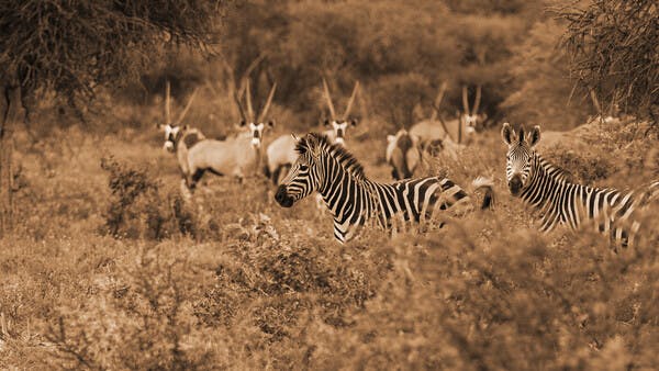  Auf Zebra und Wapiti
