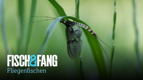 Es ist Maifliegenzeit!