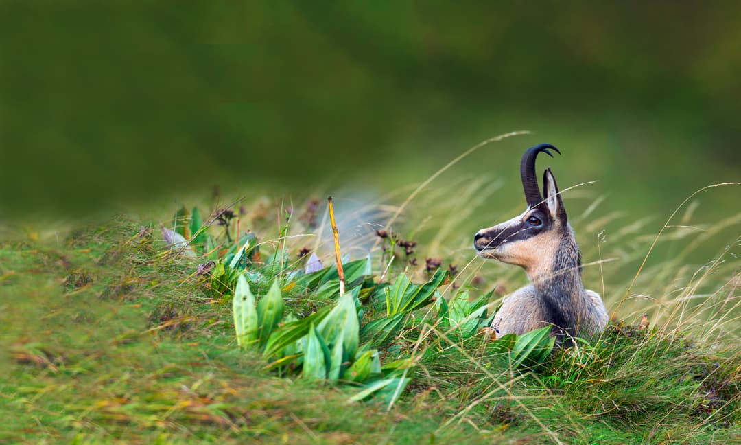 Der Glücksbock