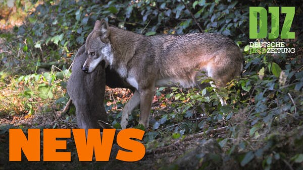 Wolf reißt Reh in Stadtpark, Joggerin findet Selbstschussanlage, WILD u.w. - DJZ-News 6/2021