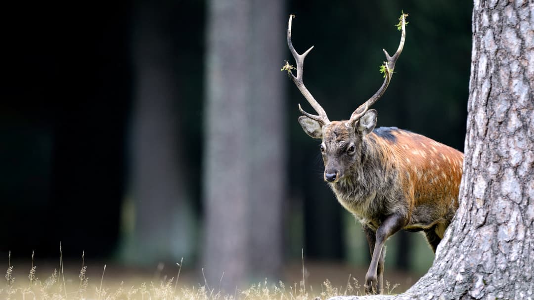 Höhepunkt im Jägerleben