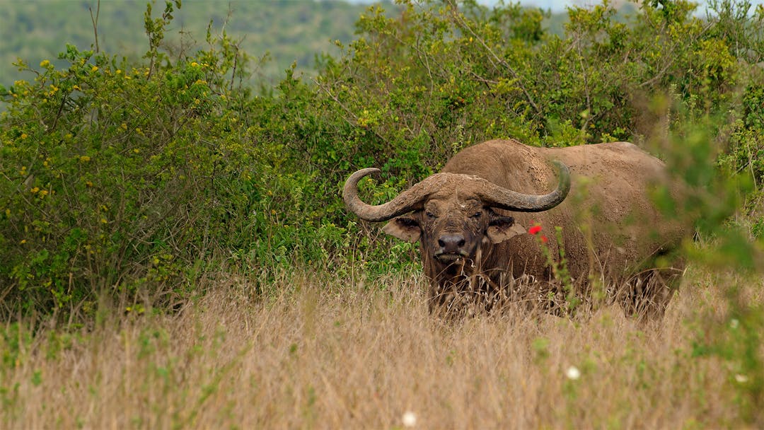 Büffel unter Baobab-   Bäumen