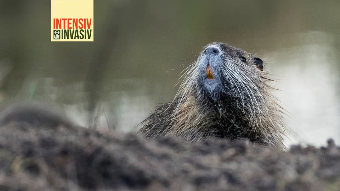 Intensiv auf Invasiv – Die Nutria