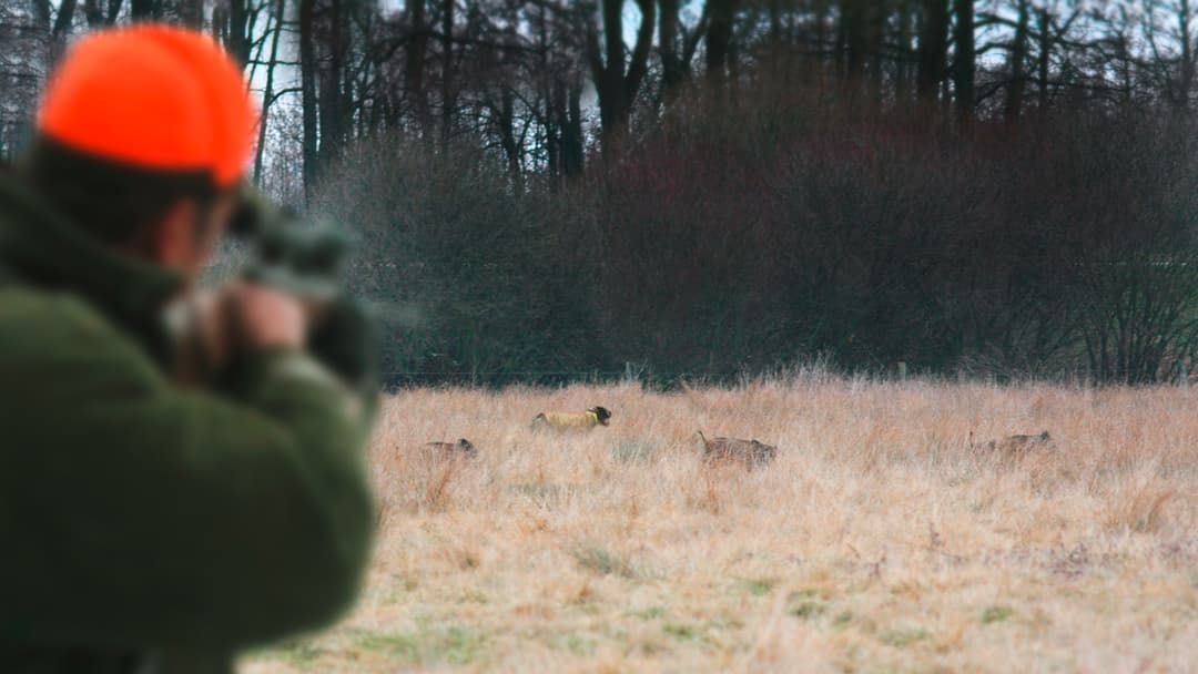 Schadensersatz für toten Jagdhund