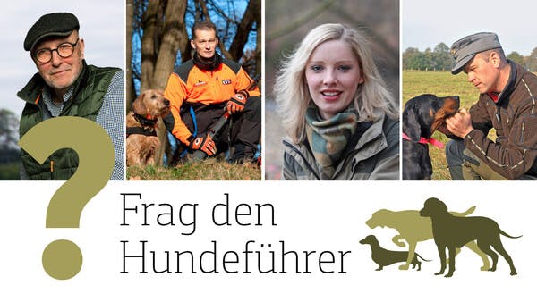 Hyperaktiver Jagdhund