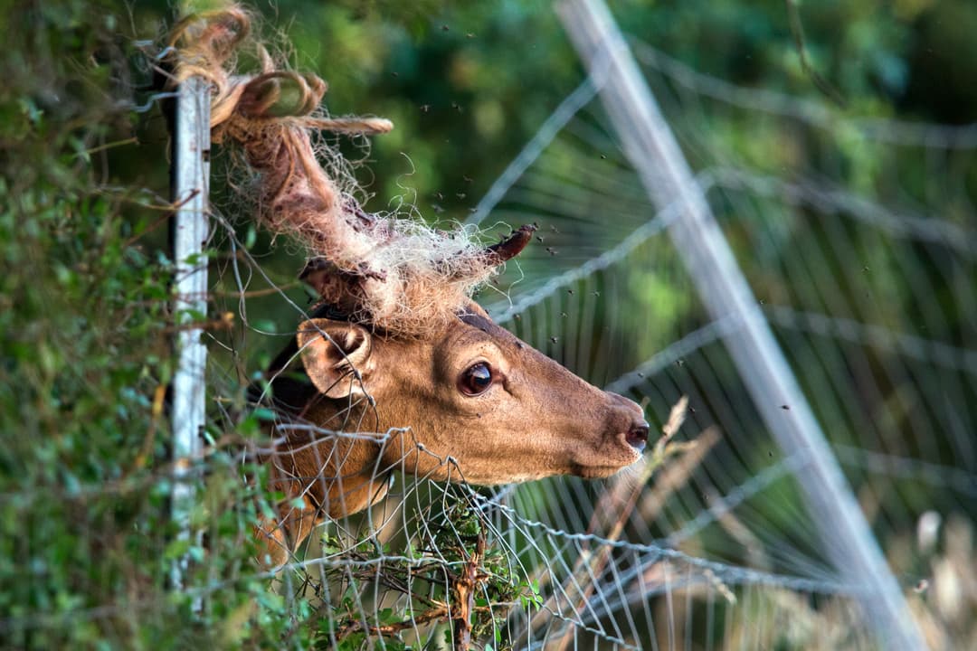 "Tierleid in nicht bekanntem Ausmaß"