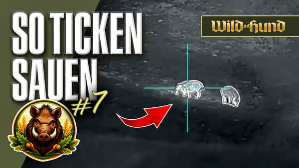 So ticken Sauen im Herbst: Wiesen, Weizensaat und Wildbretkunden