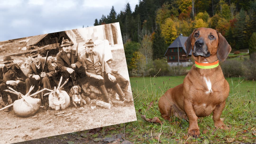 Hund der 1000 Höfe