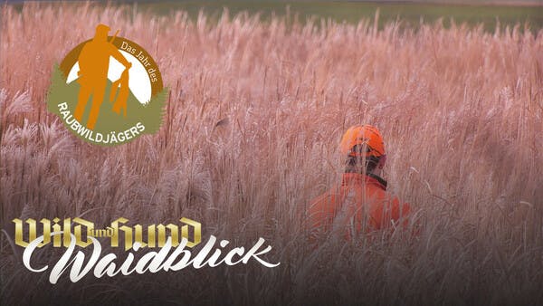 Fuchstreiben im Miscanthus - Folge 2 - Das Jahr des Raubwildjägers