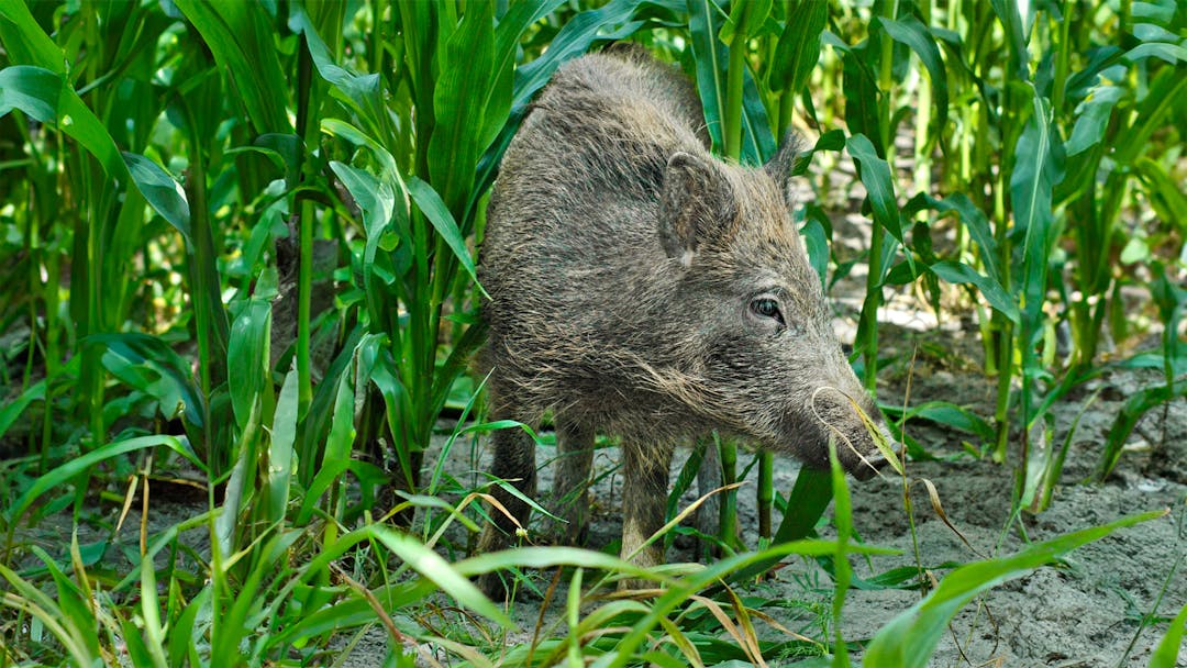 Wie sollte der Wildschadensersatz in großen Maisfeldern geregelt sein?