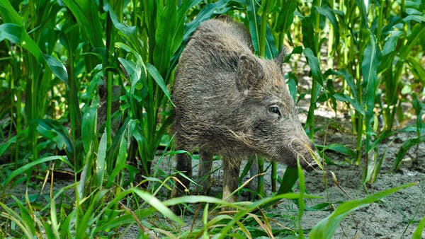 Wie sollte der Wildschadensersatz in großen Maisfeldern geregelt sein?