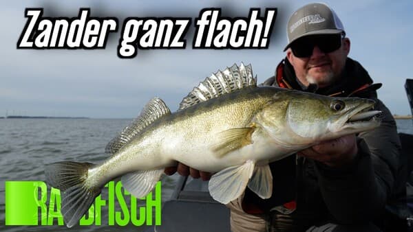 Zander twitchen ganz flach!