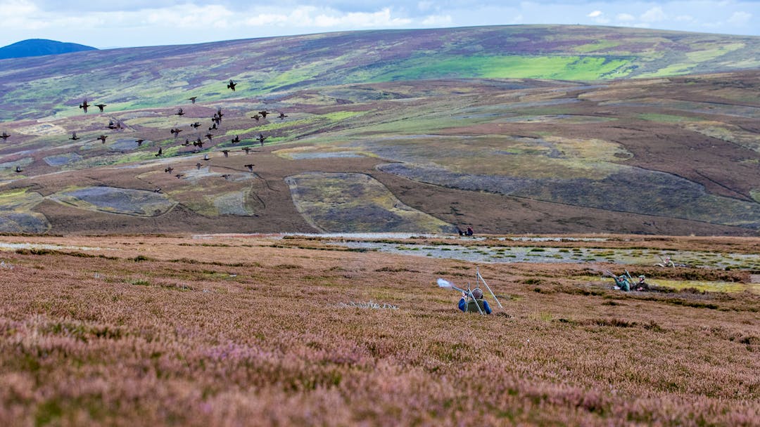 Grouse-Jagd vom Feinsten