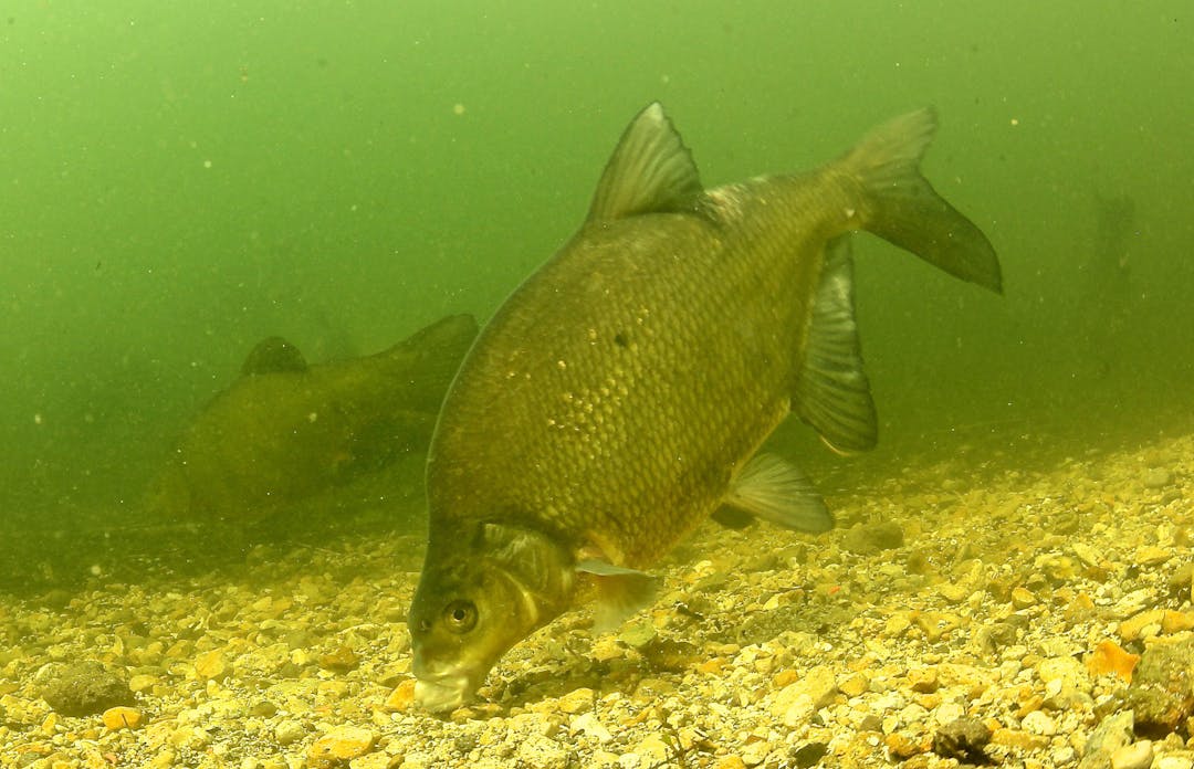 Drogen für Friedfische