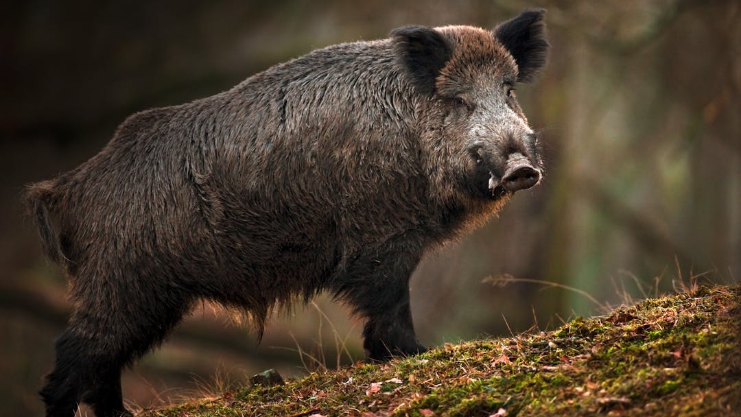 Im Wald der starken Keiler