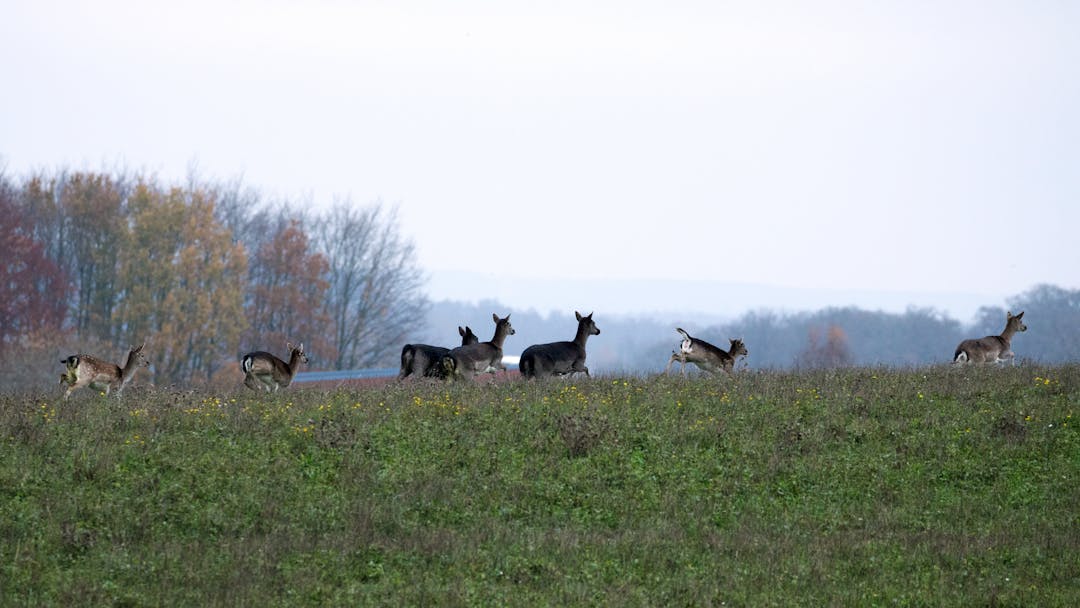 Drückjagd auf Damwild und Sauen