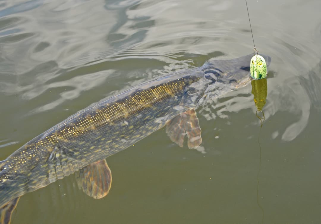 Genau hinschauen beim Topwater-Spinnfischen