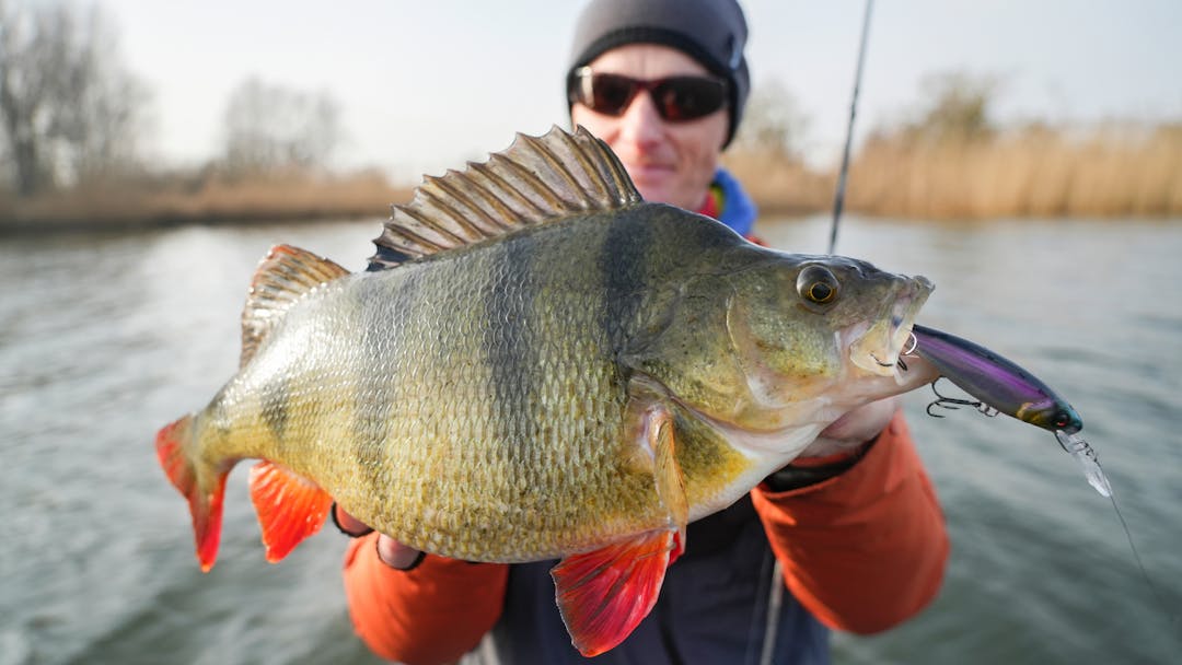 So ticken Fische: die scheuen Großbarsche