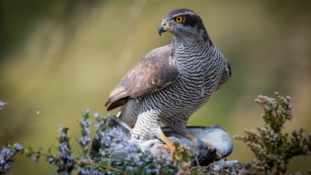 Jagdzeit auf den Habicht?