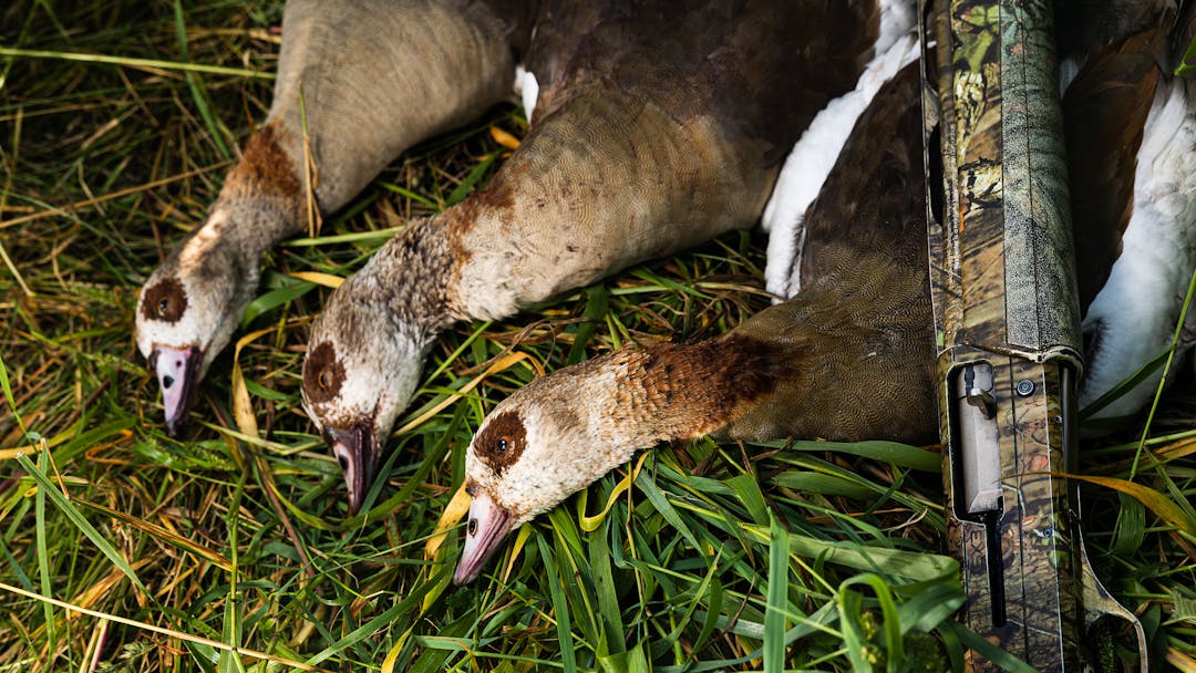 Intensiv auf invasiv – Die Nilgans