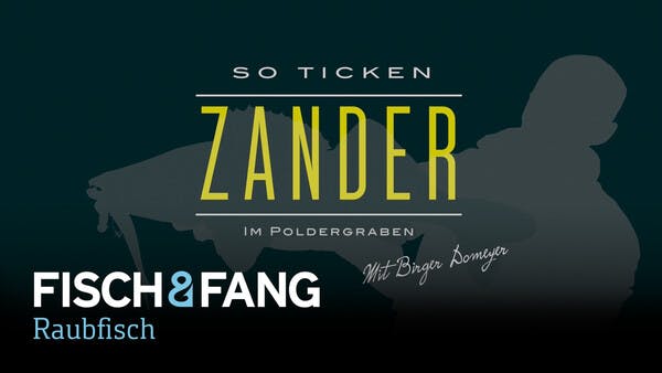 So ticken Zander im Poldergraben