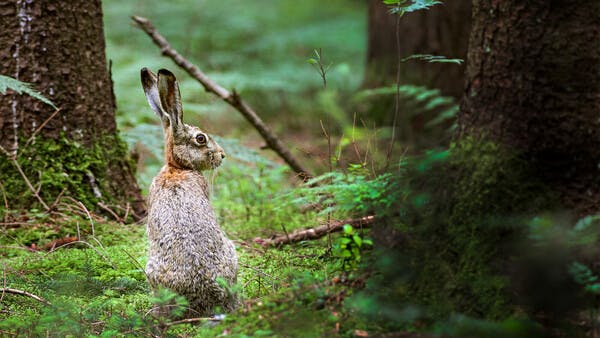 Waldschrat mit Bewegungsdrang