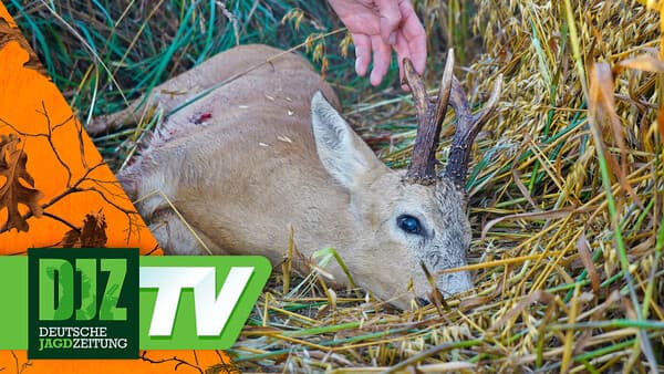 Auf Bock & Fuchs im wilden Osten