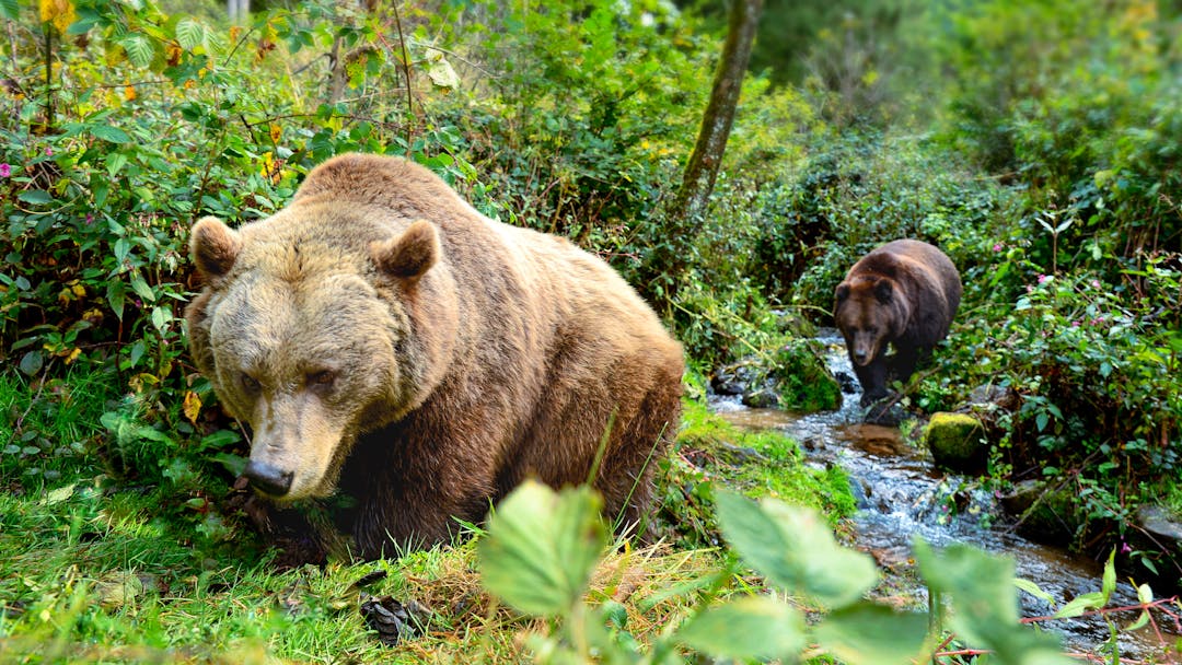 Braver Bär – böser Bär