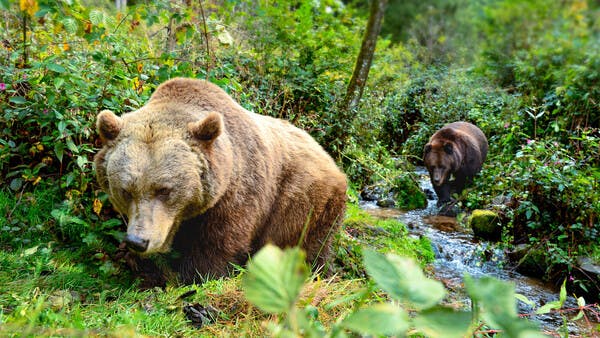 Braver Bär – böser Bär