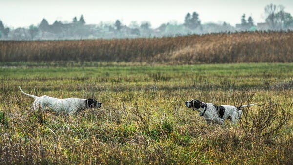 Sekundieren beim Vorstehhund: Erstarren auf einen Blick