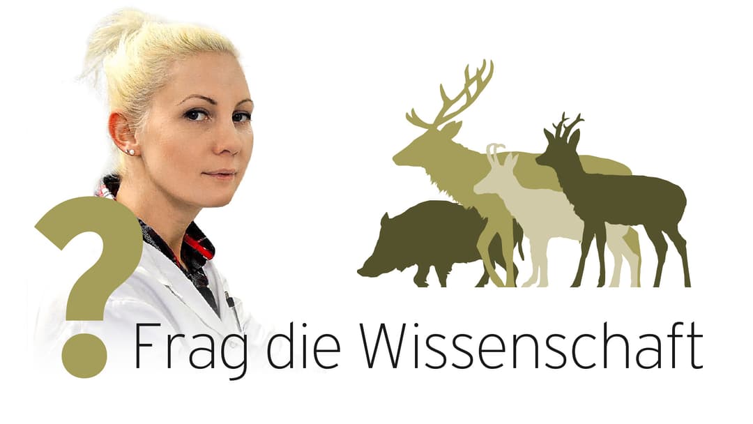 Wildbret und Lunge grau verfärbt