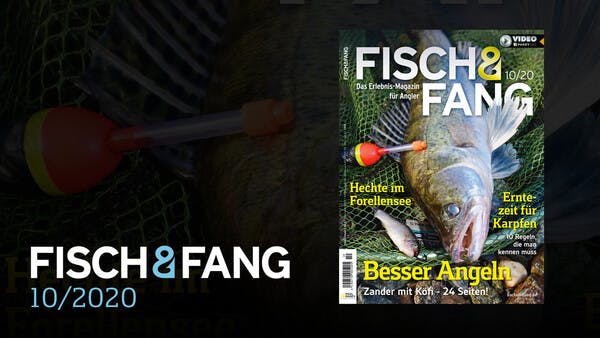 FISCH & FANG 10/2020