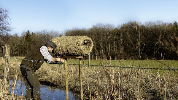 Bruthilfe für Breitschnäbel