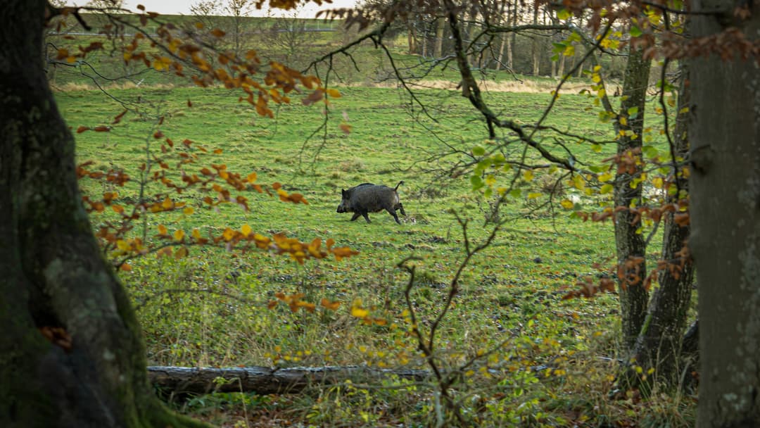 Vorsicht bei Sau, Hirsch und Hund