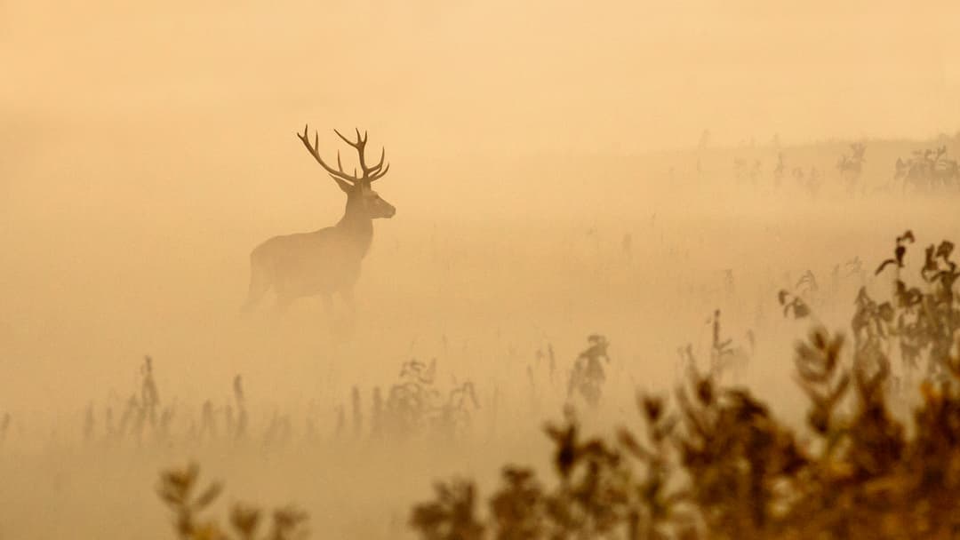 Jagdliche Binsenweisheiten