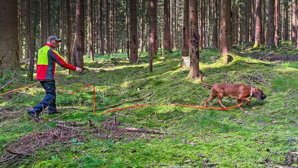 Auf Pinselohrs Spuren