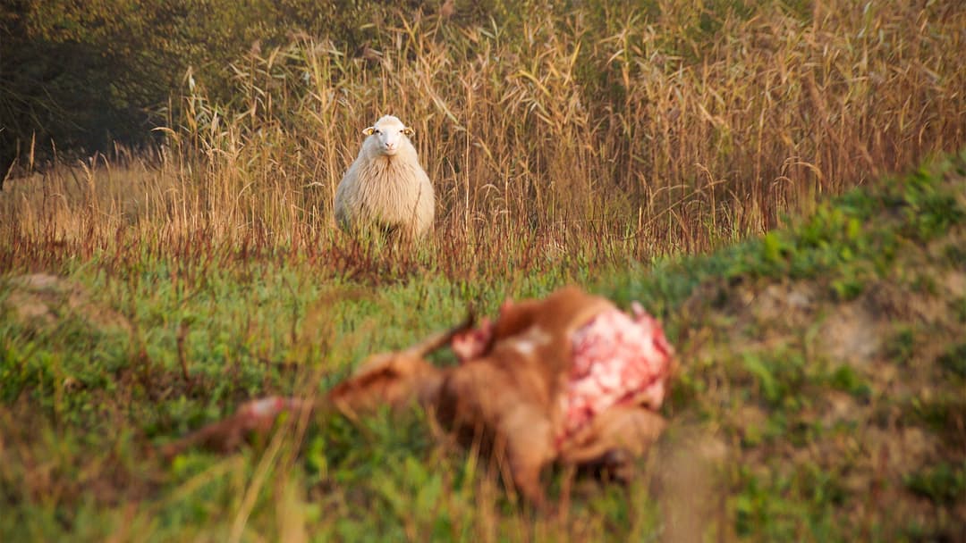 Ohne Jagd kein Herdenschutz