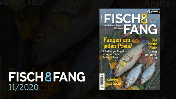 FISCH & FANG 11/2020