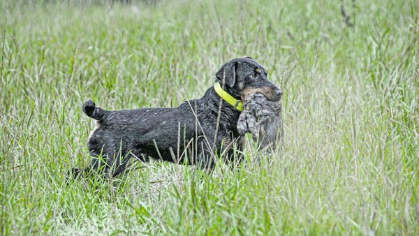 Terrier im Premiumtest