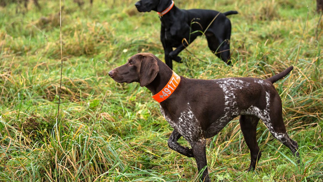    „Wir brauchen ALLE Hunde!“