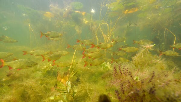 Ballett im Flachwasser