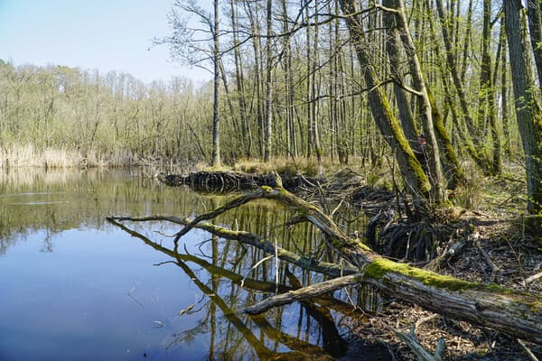 Frühe Schleicher